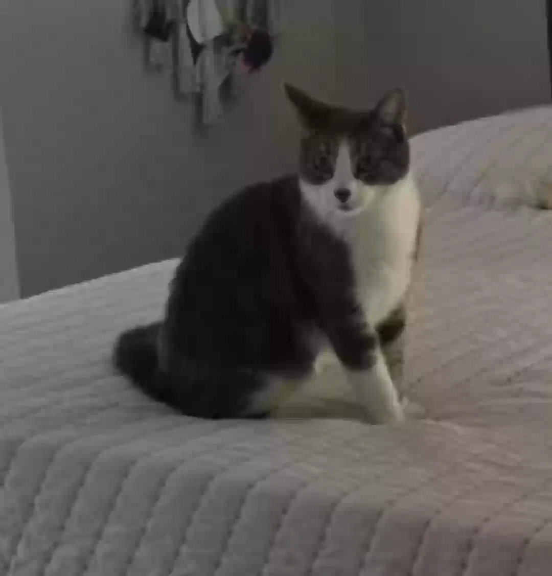 Lost cat in Chandler, AZ, 85225