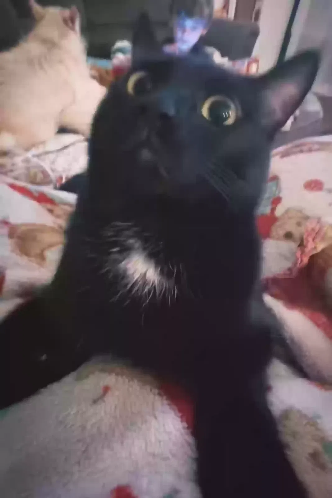 Lost cat in Victorville, CA, 92392