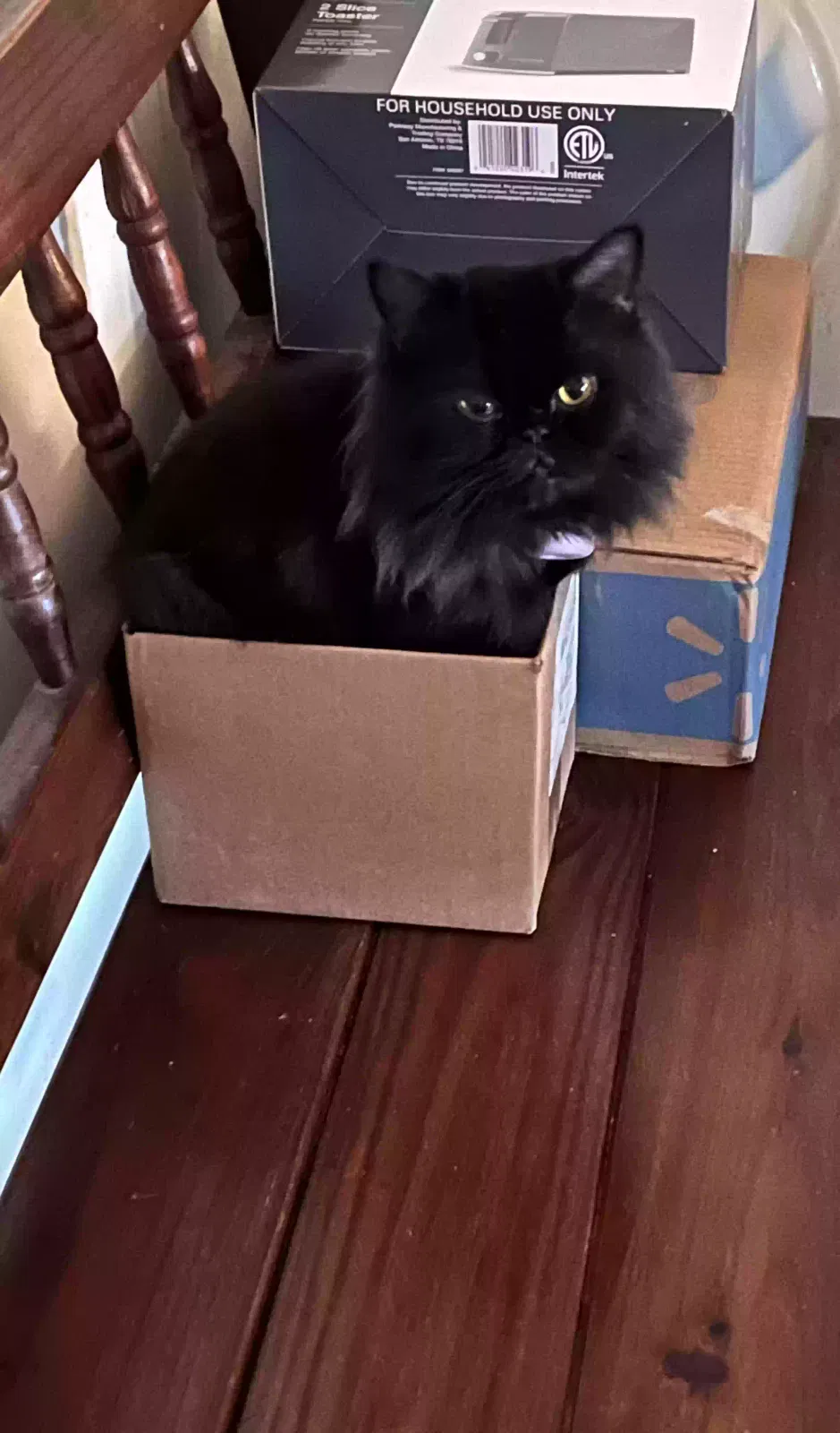 Lost cat in San Antonio, TX, 78210