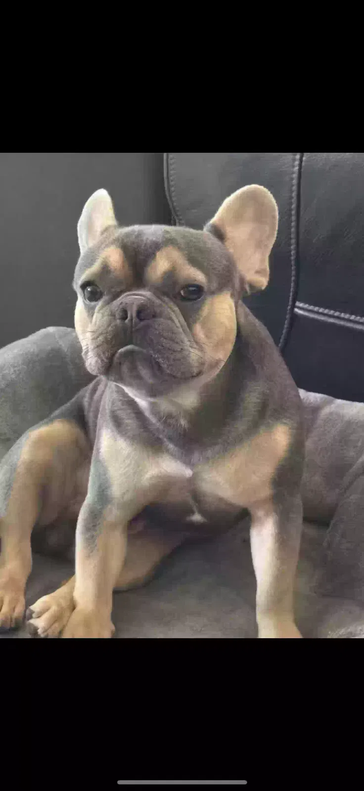 Lost dog in La Puente, CA, 91744