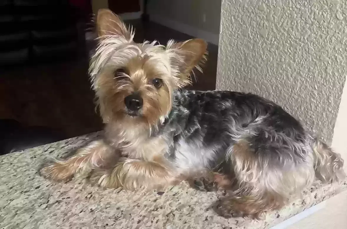 Missing Dog