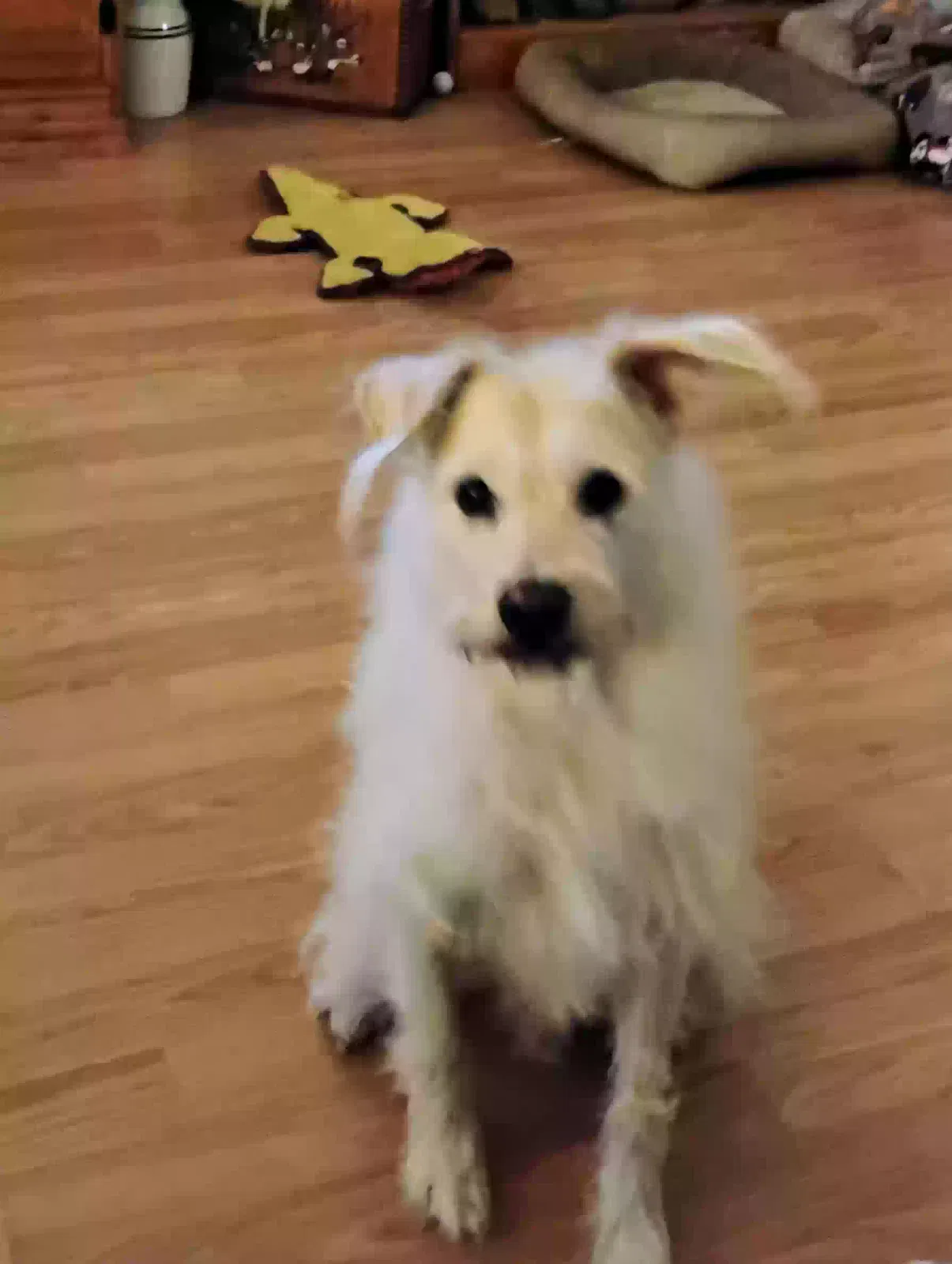 Lost dog in Cibolo, TX, 78108