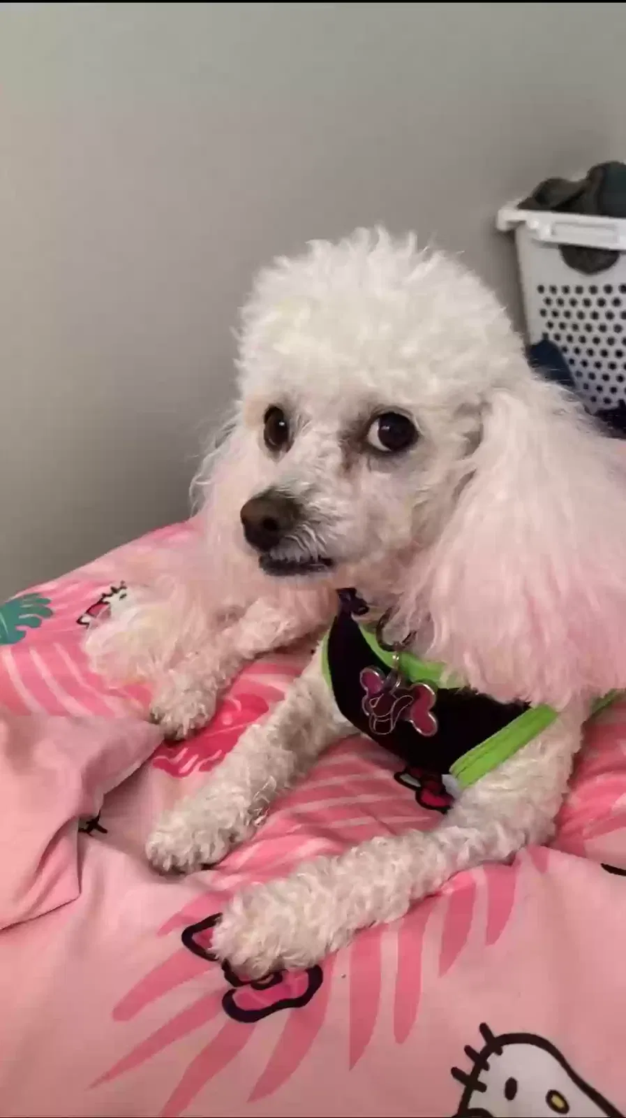 Lost dog in Bakersfield, CA, 93309