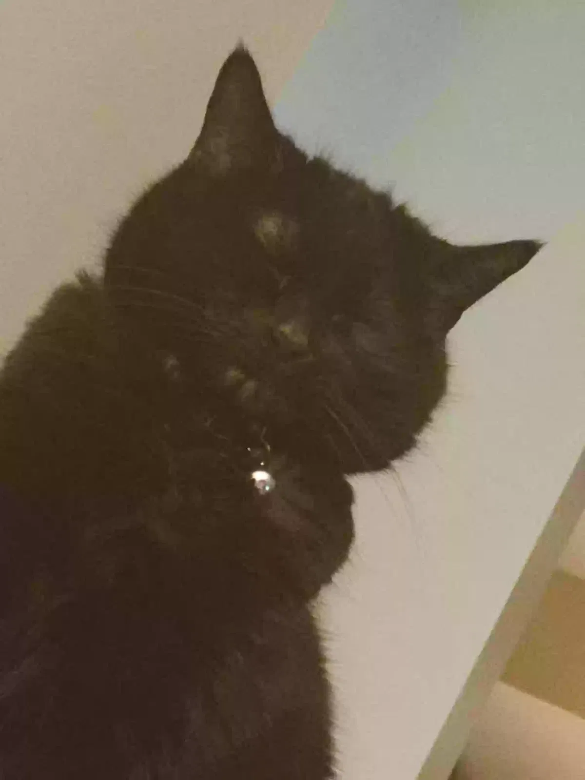 Lost cat in North East, PA, 16428