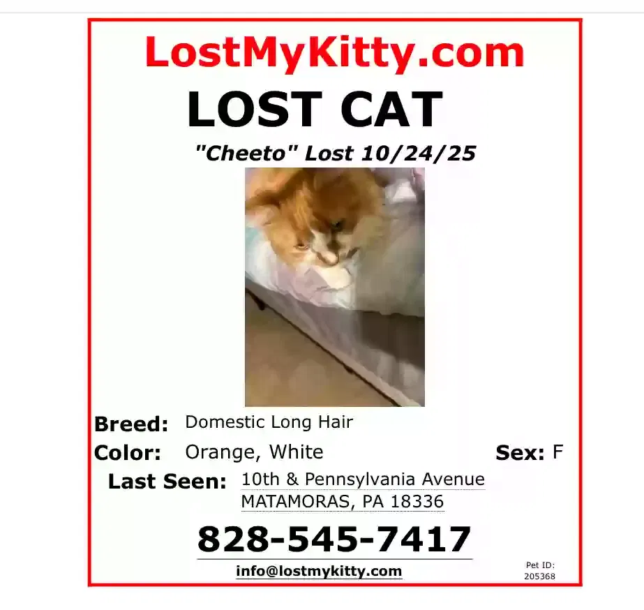 Lost cat in Matamoras, PA, 18336