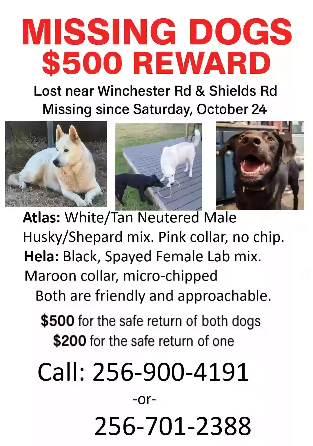 Lost dog in Huntsville, AL, 35811