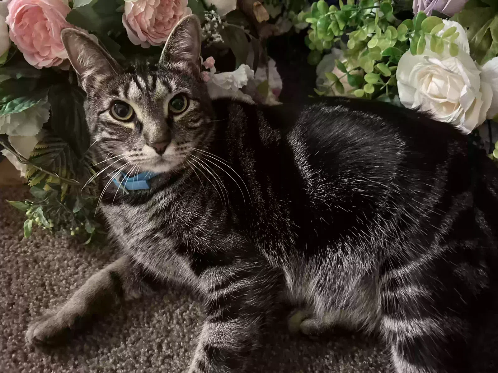 Lost cat in Kissimmee, FL, 34744