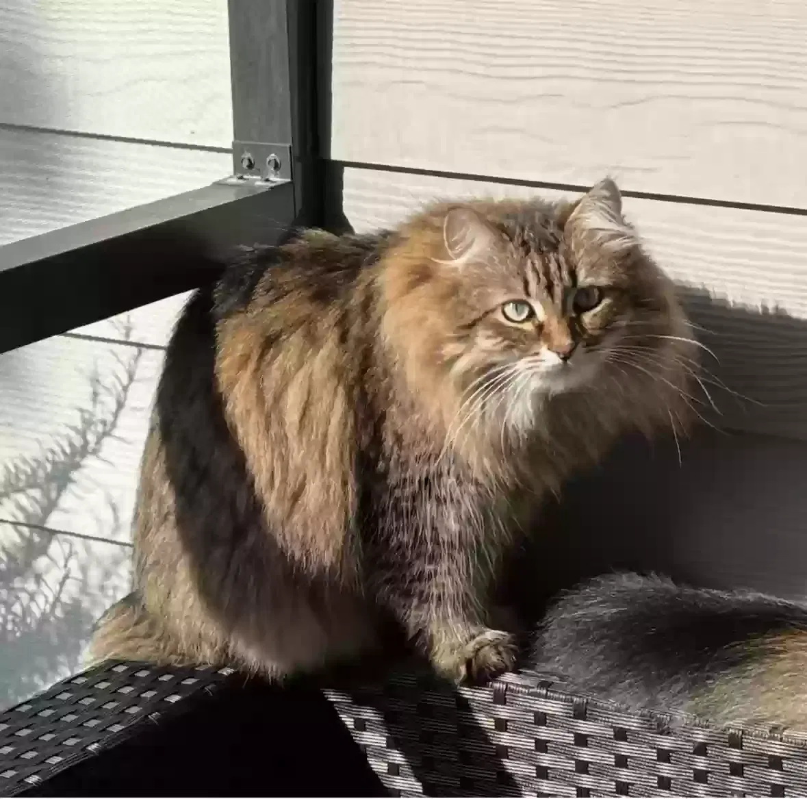 Missing Cat