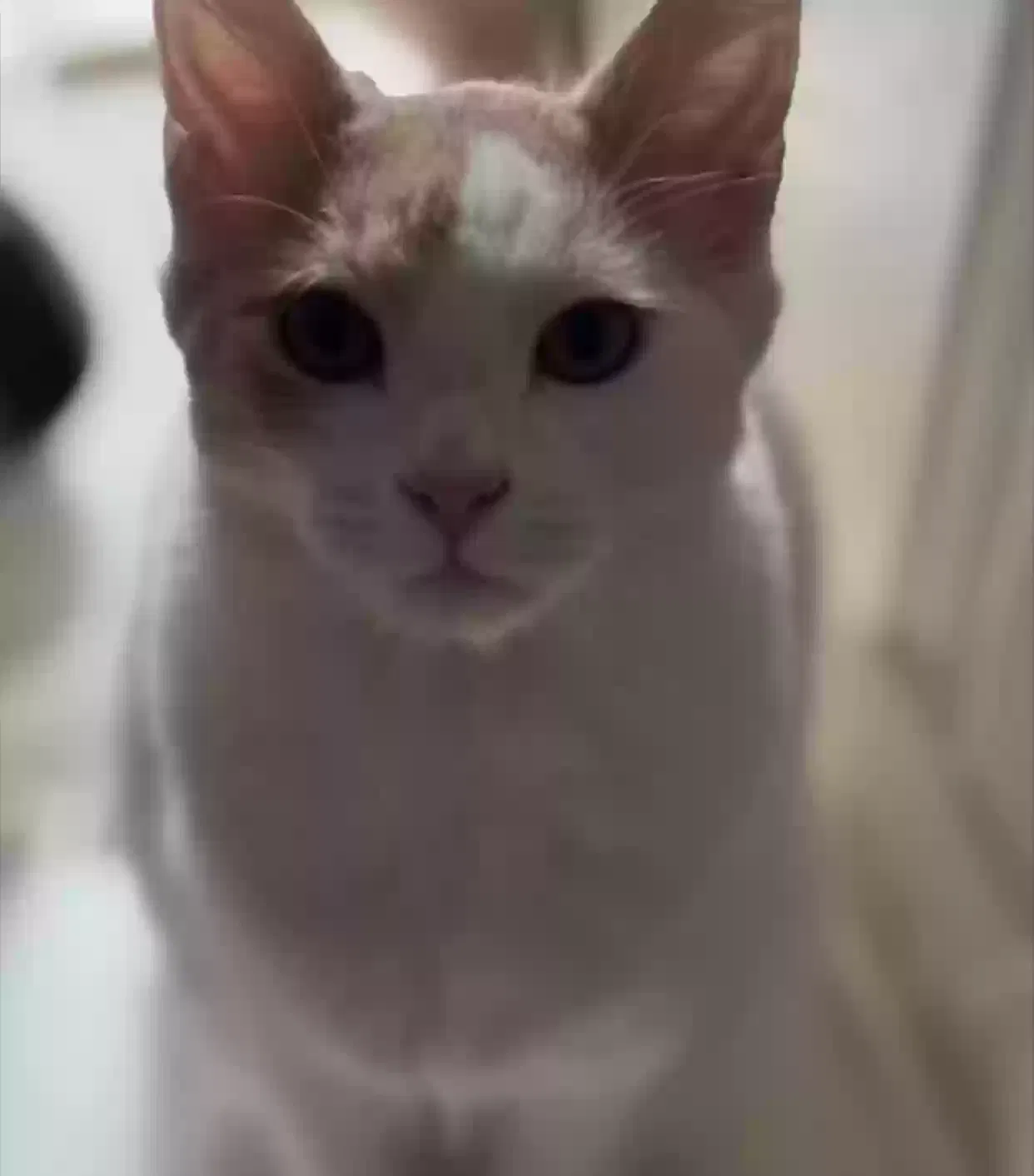 Lost cat in Conroe, TX, 77301