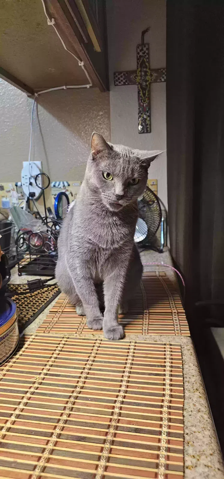 Lost cat in Canyon Country, CA, 91387