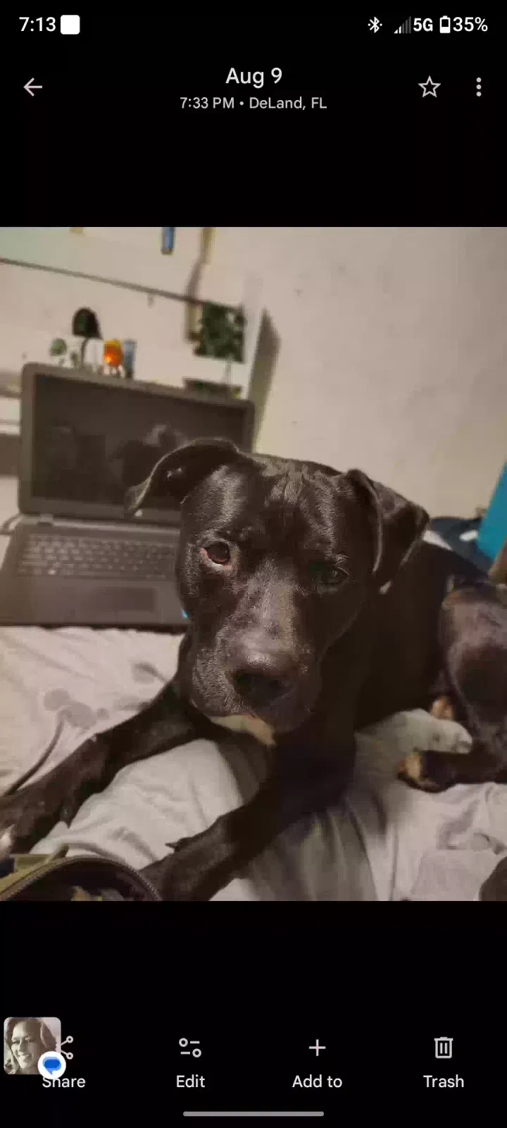 Lost dog in Deland, FL, 32724
