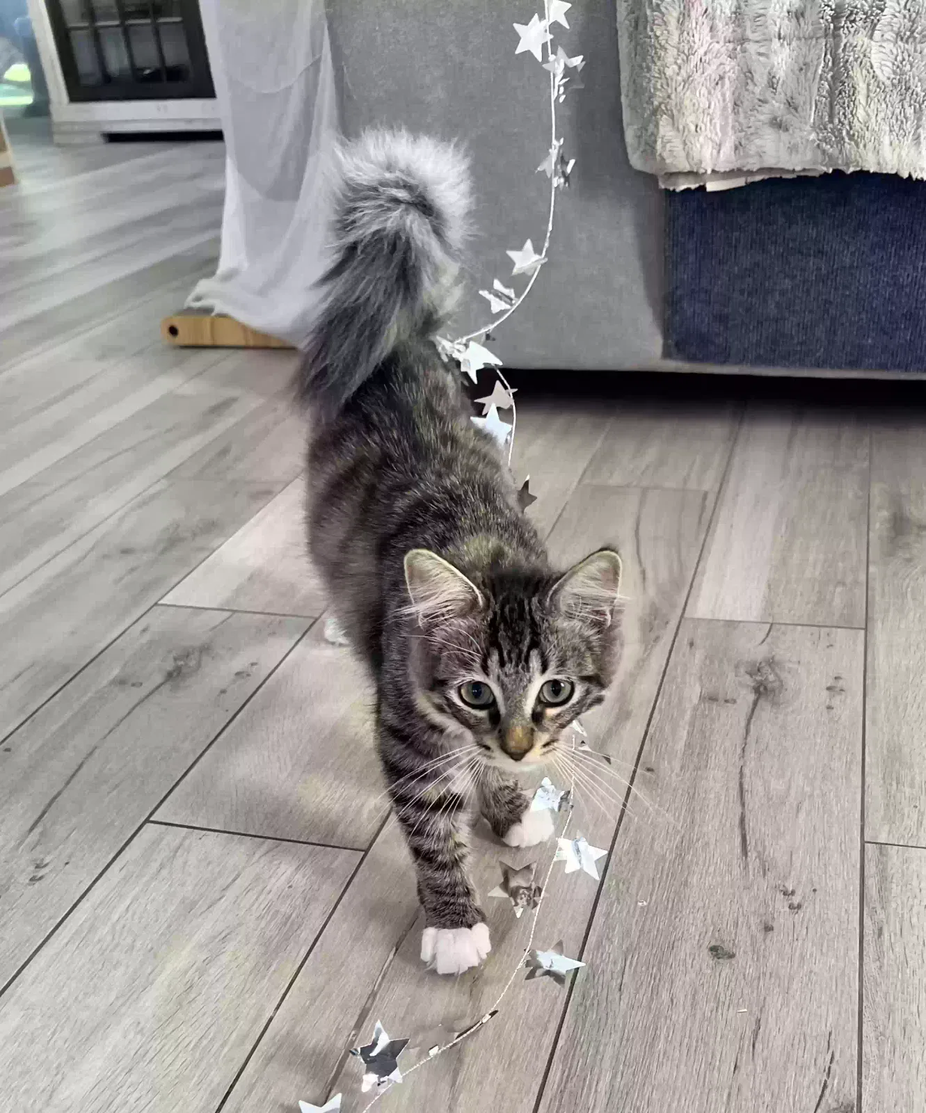 Lost cat in Henderson, NV, 89052