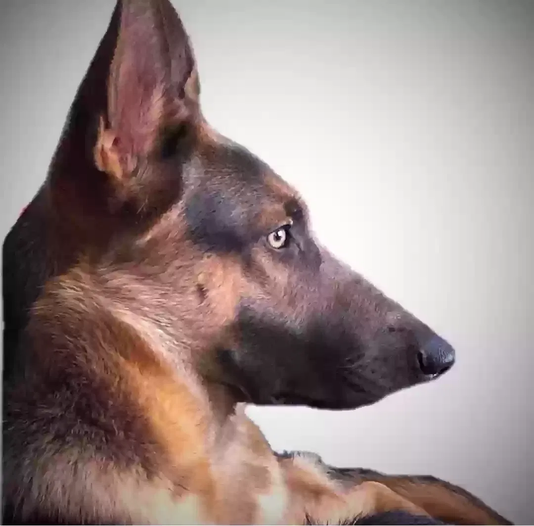 Lost dog in Tallahassee, FL, 32304