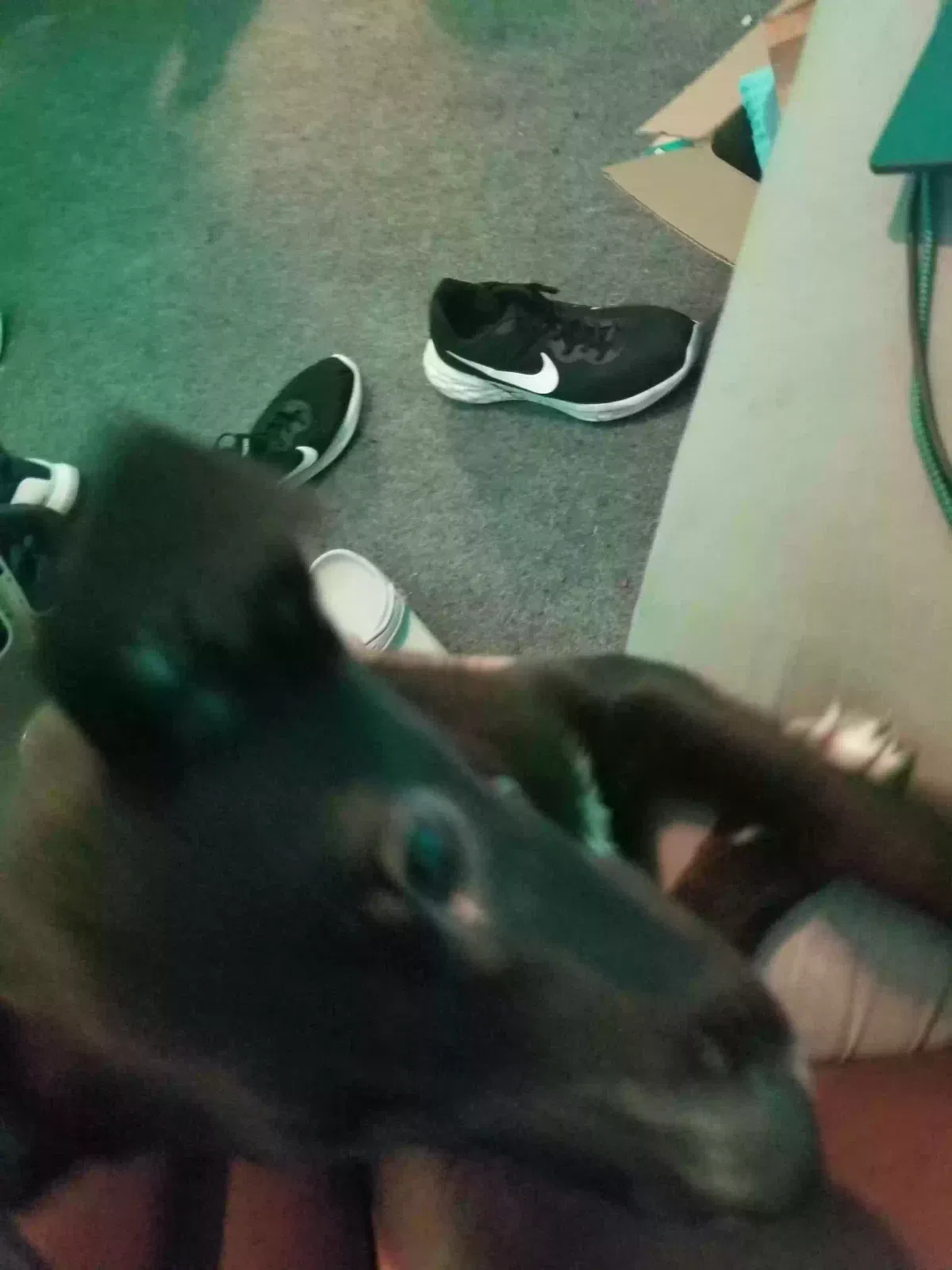 Lost dog in Atlanta, GA, 30344