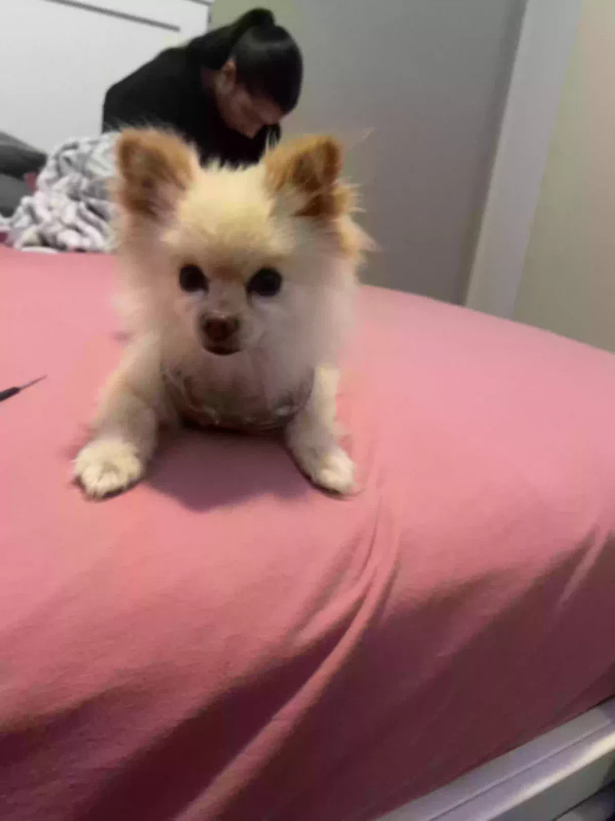 Lost dog in Riverside, CA, 92505
