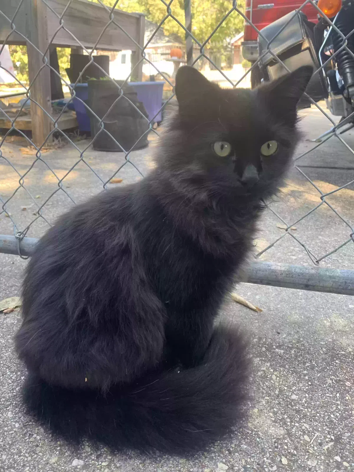 Lost cat in Fort Worth, TX, 76104