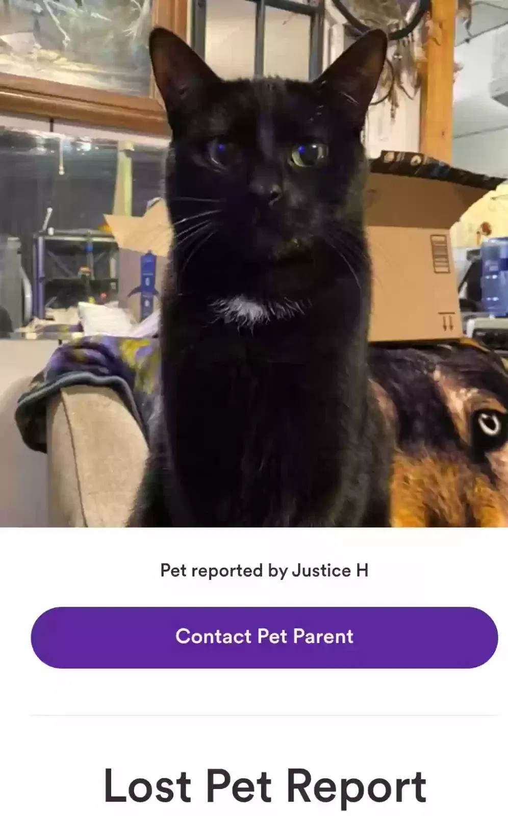 Lost cat in Battle Creek, MI, 49037