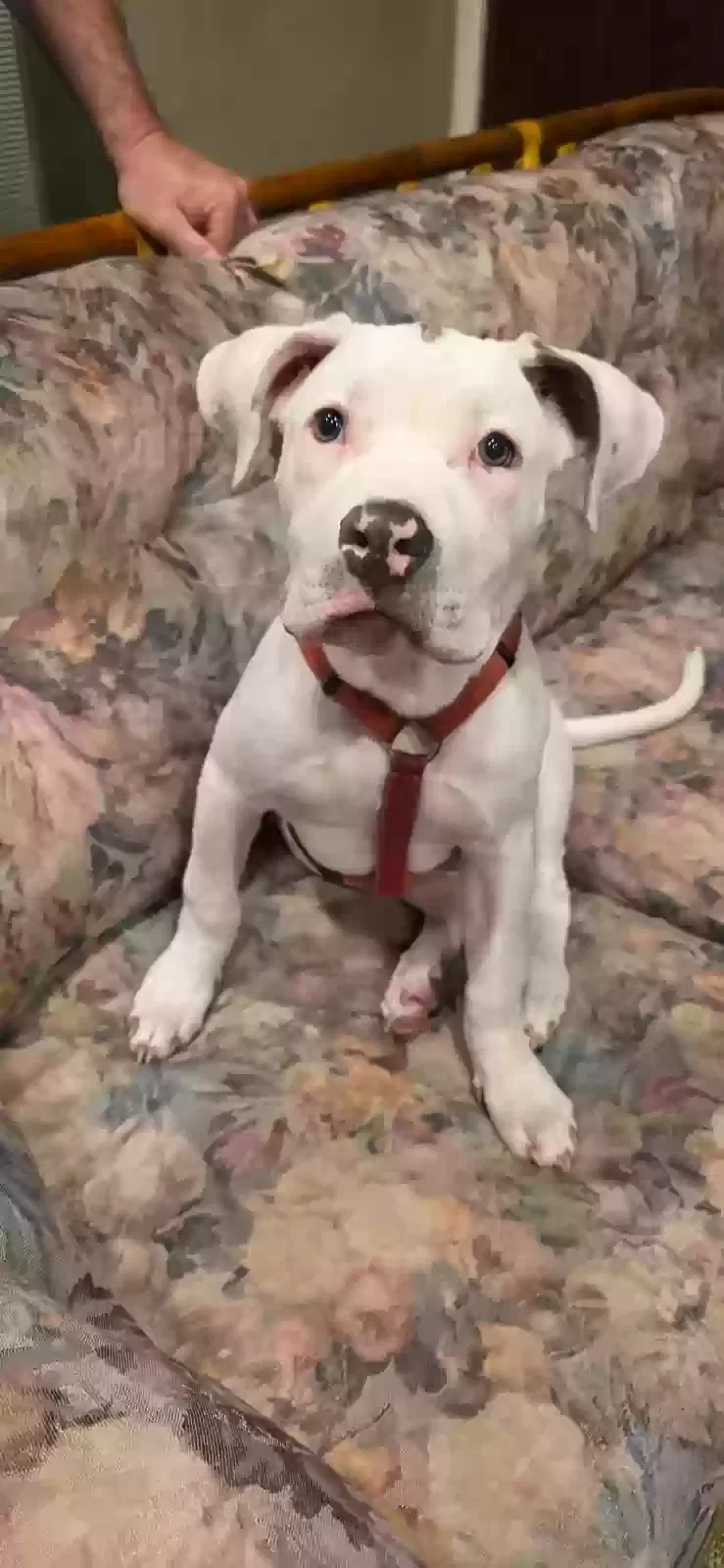 Found dog in Riverside, CA, 92501