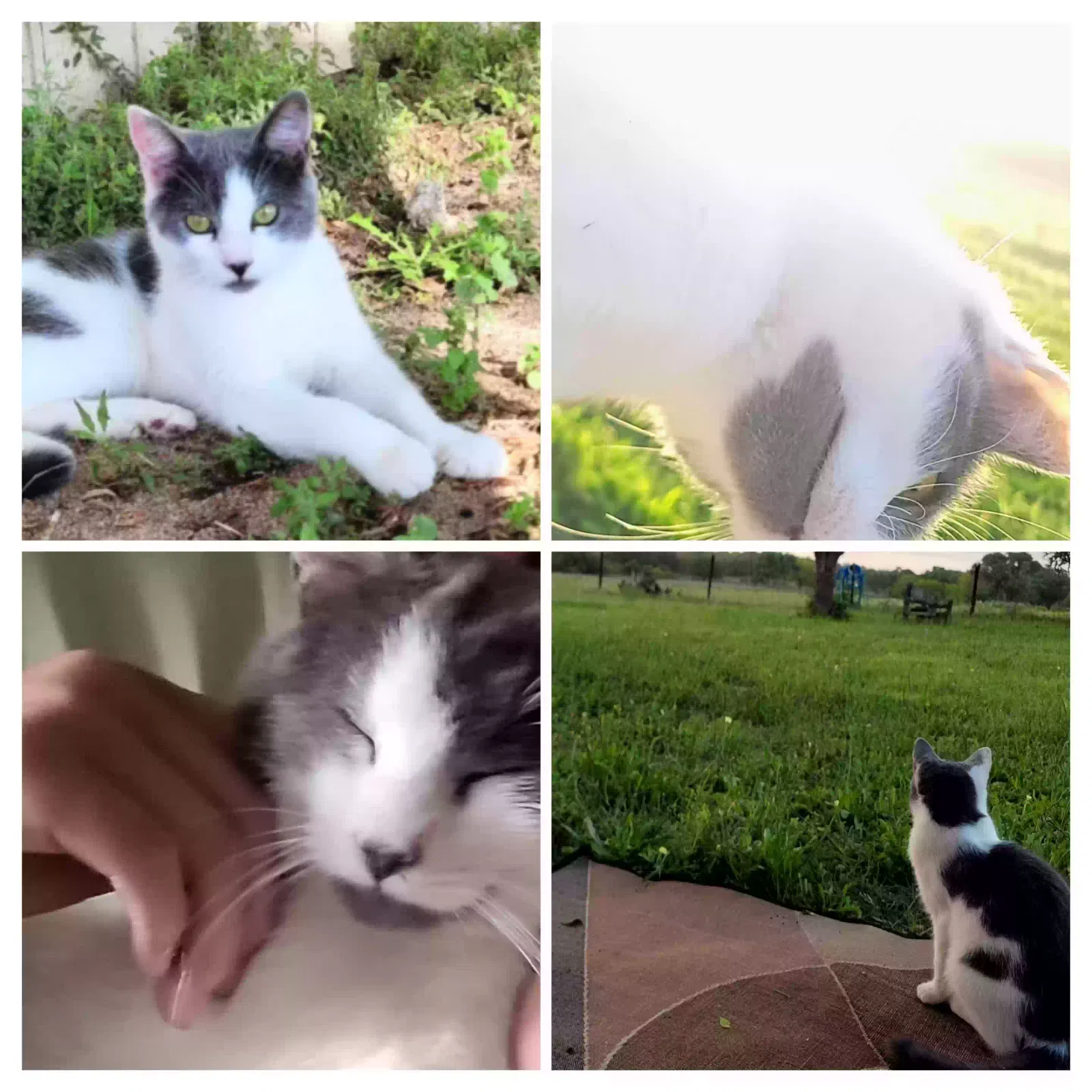 Lost cat in Adkins, TX, 78101