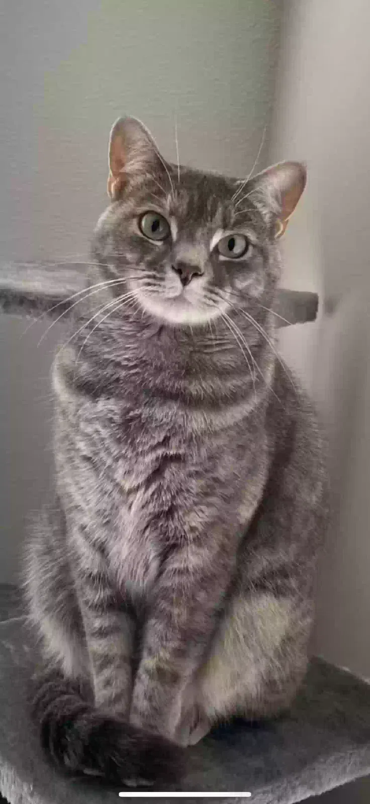 Missing Cat