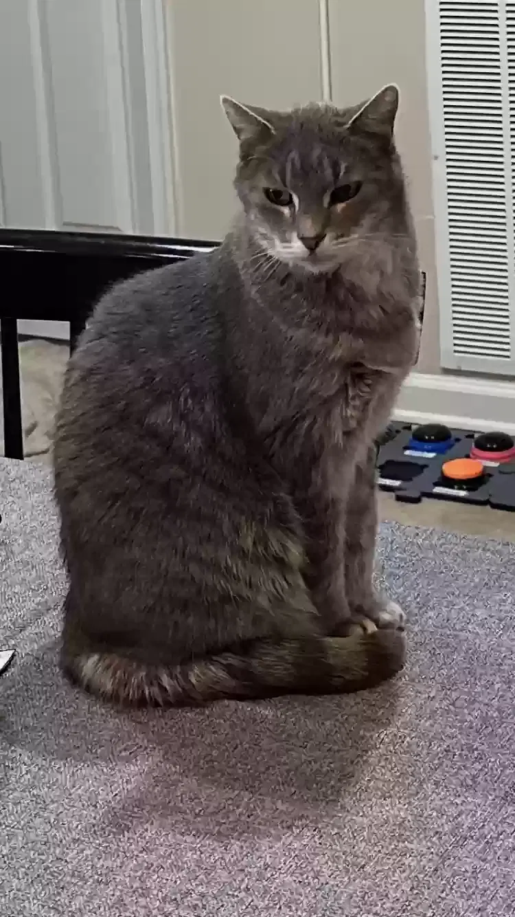 Lost cat in Colorado Springs, CO, 80919
