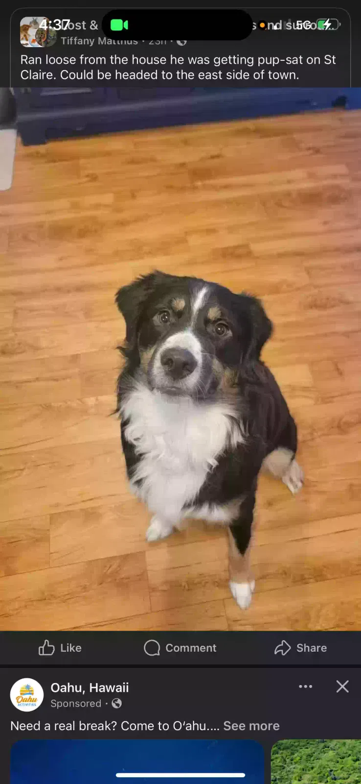 Lost dog in New Philadelphia, OH, 44663