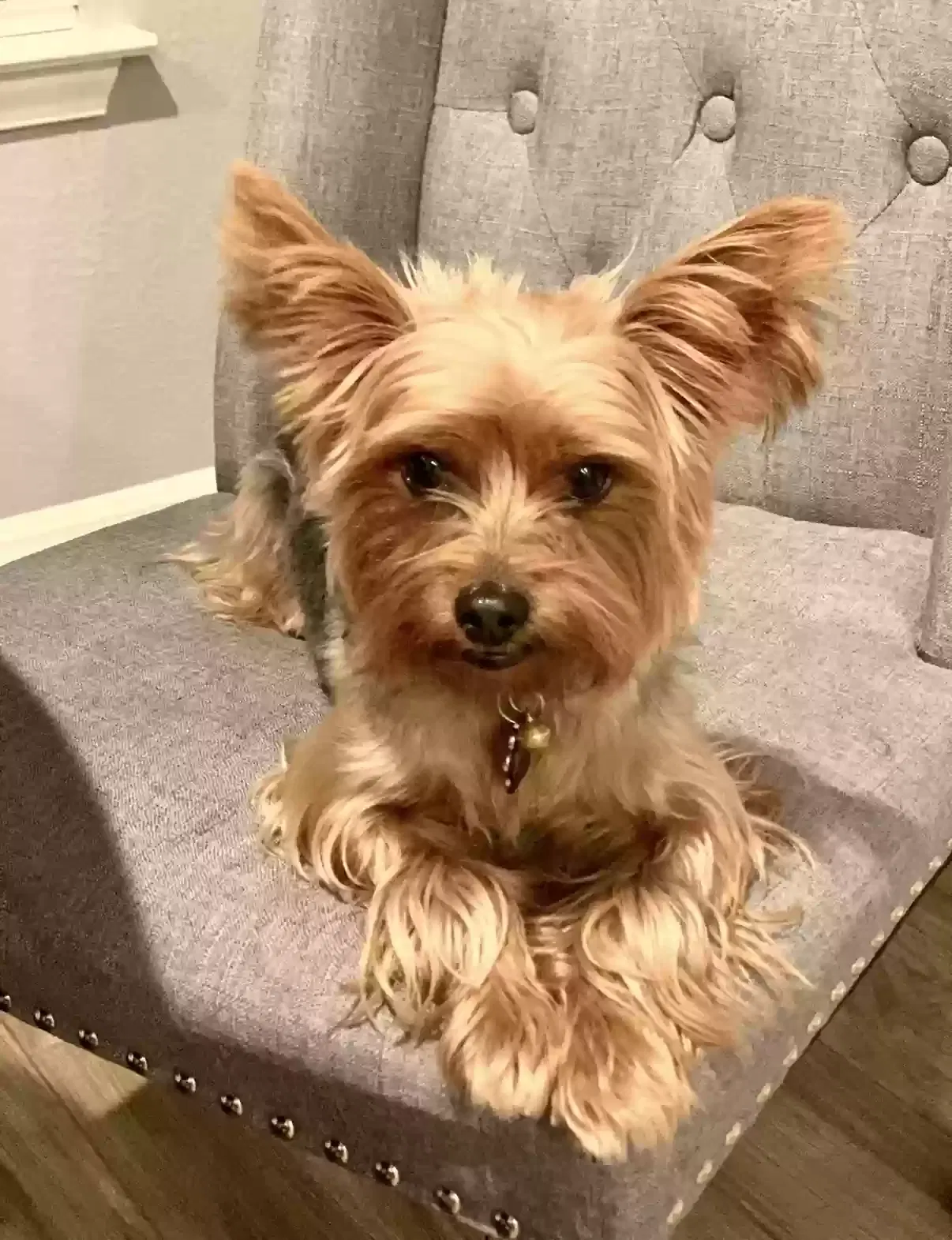 Lost dog in Round Rock, TX, 78664