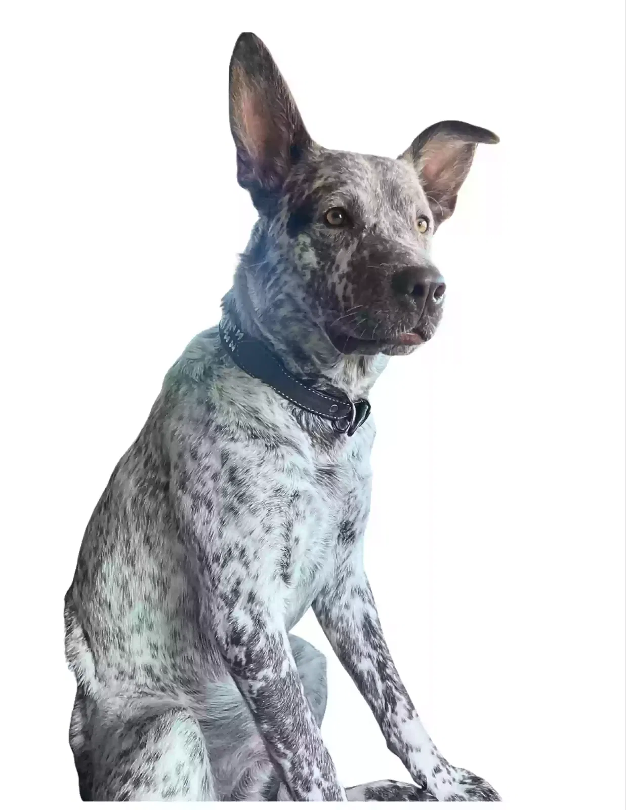 Lost dog in Osage City, KS, 66523