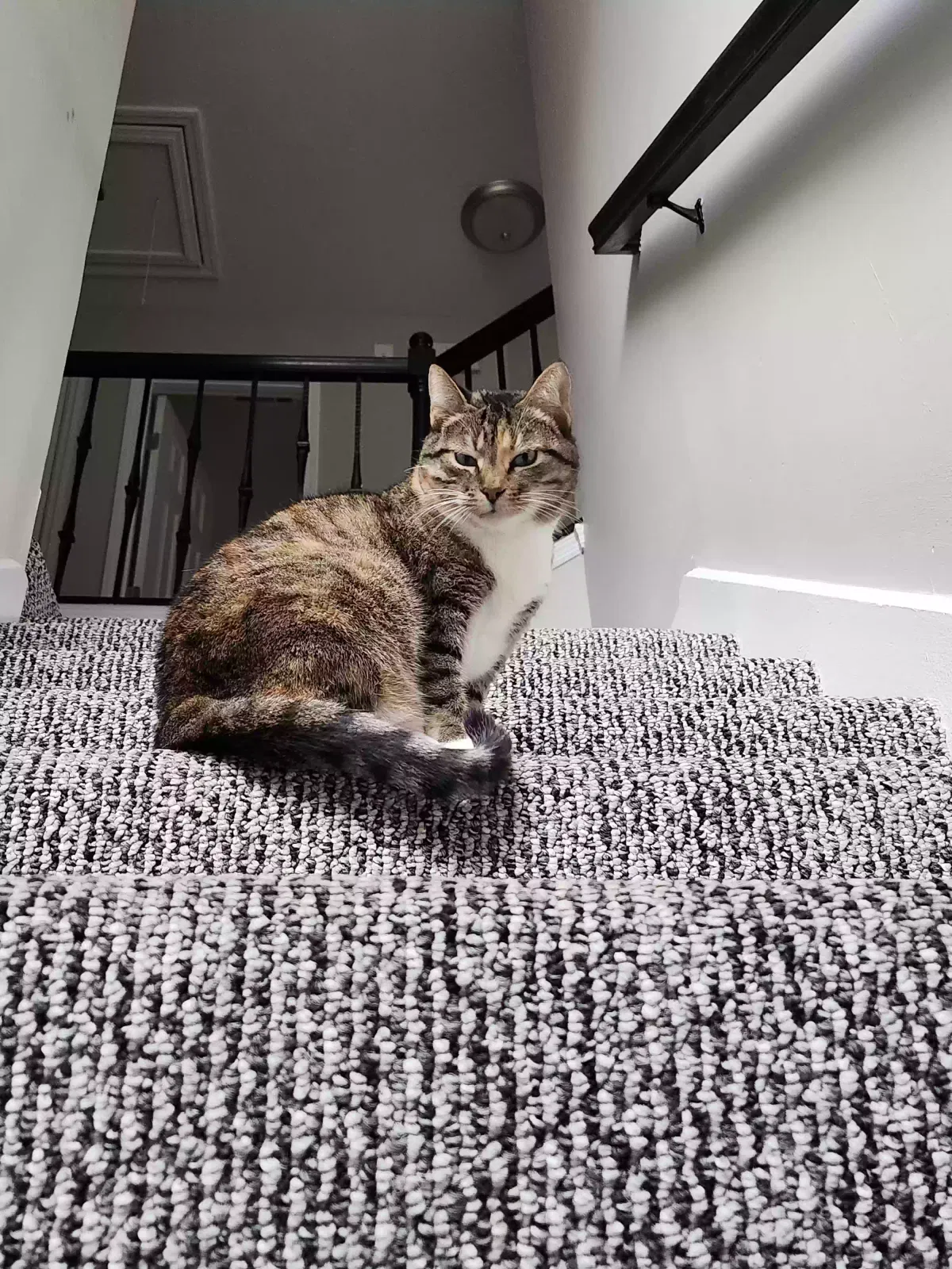 Lost cat in Stone Mountain, GA, 30087