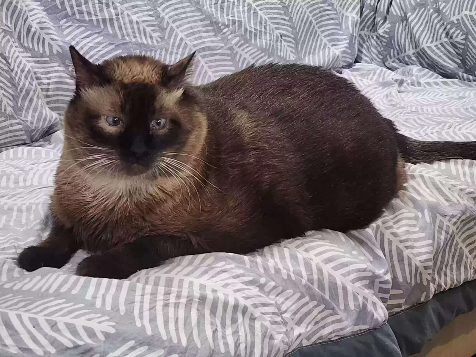 Lost cat in San Antonio, TX, 78240