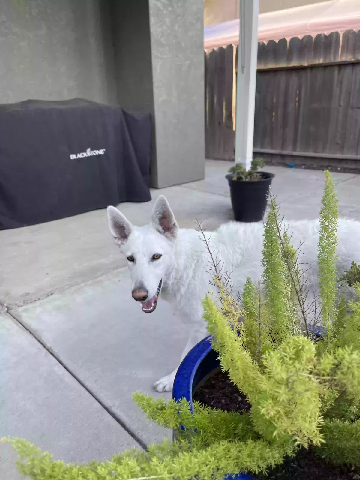 Found dog in Stockton, CA, 95206