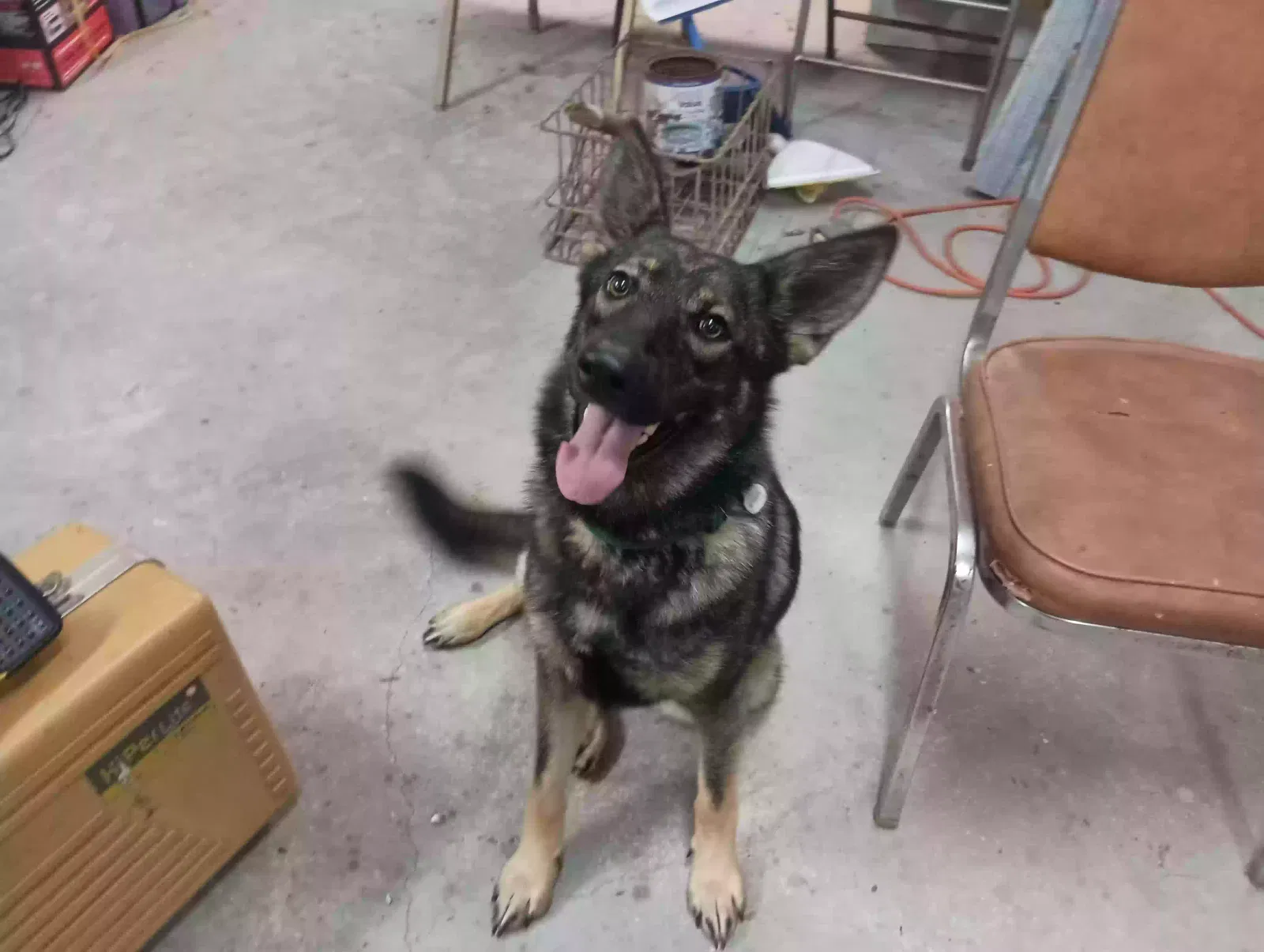 Lost dog in Lugoff, SC, 29078