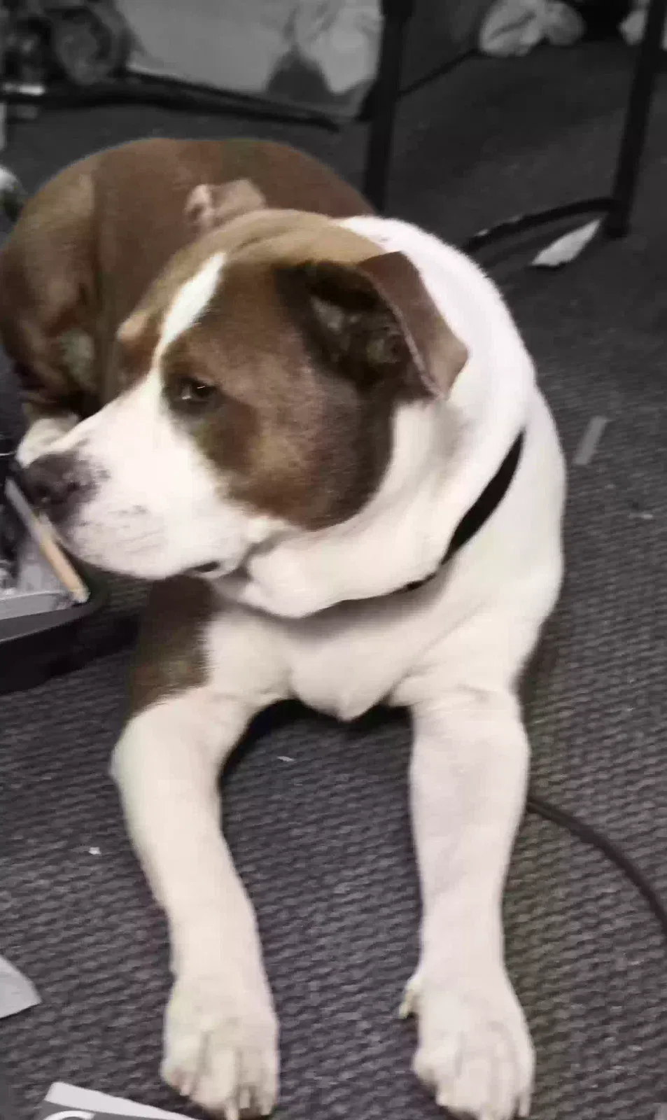 Lost dog in Spring Lake, NC, 28390