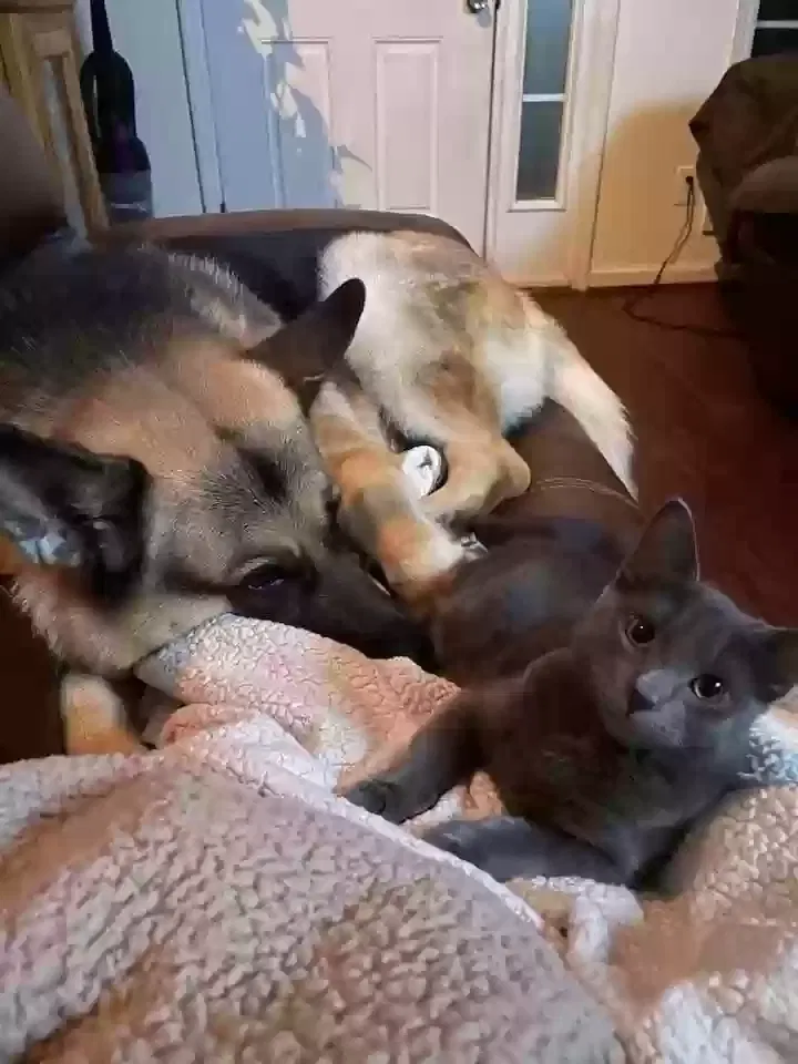 Lost cat in Opelika, AL, 36804