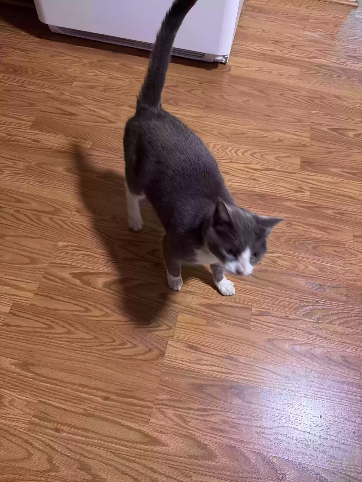 Found cat in Church Hill, TN, 37642