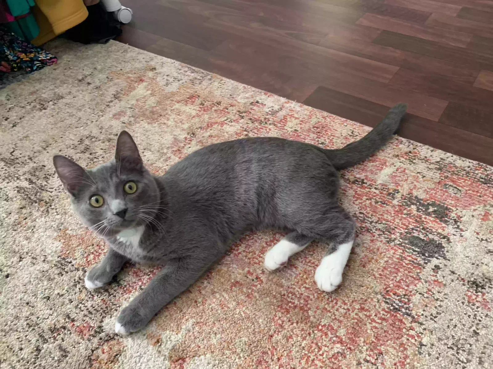 Lost cat in Commerce, GA, 30529