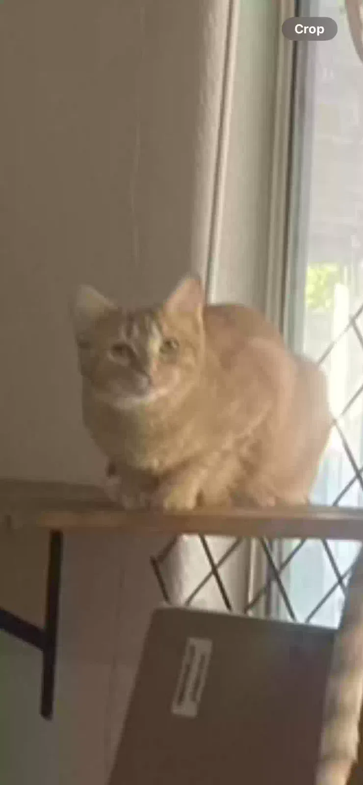 Lost cat in Las Vegas, NV, 89122