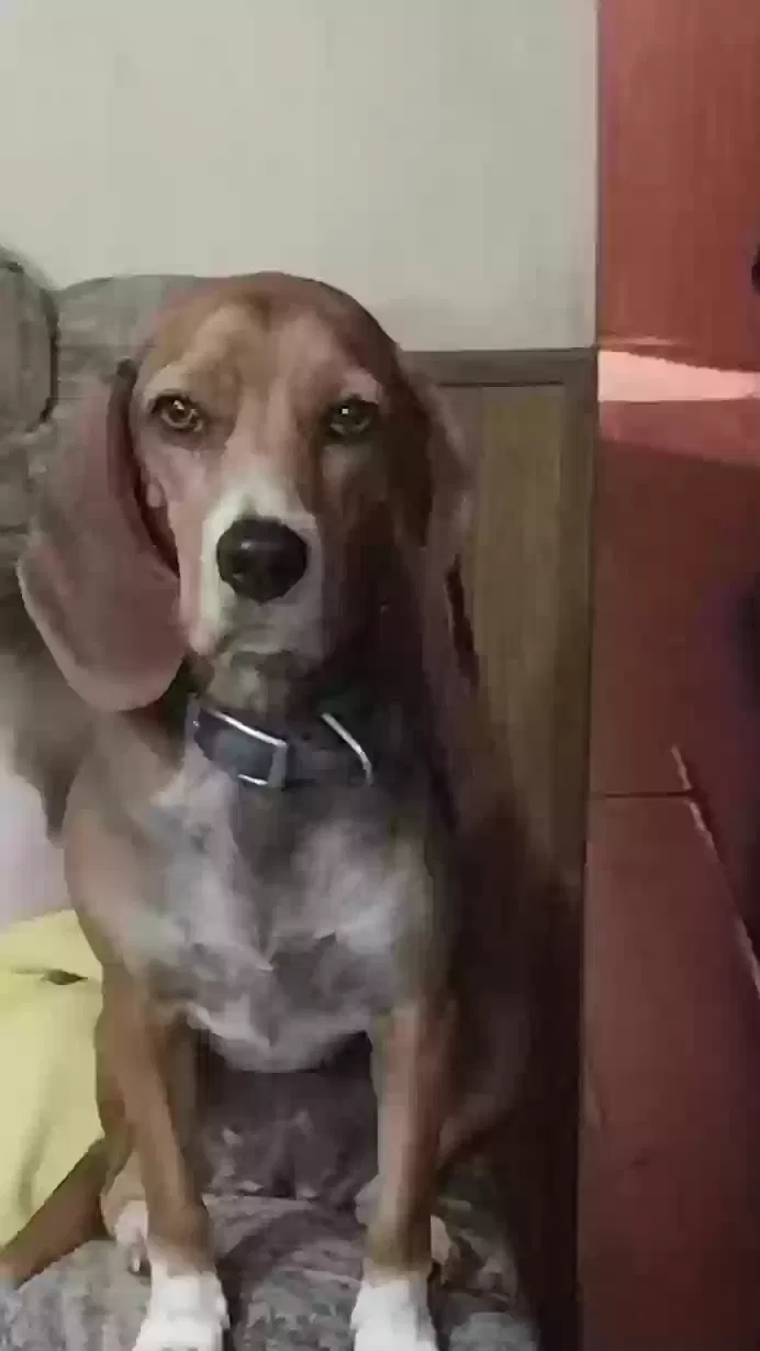 Lost dog in Fordland, MO, 65652