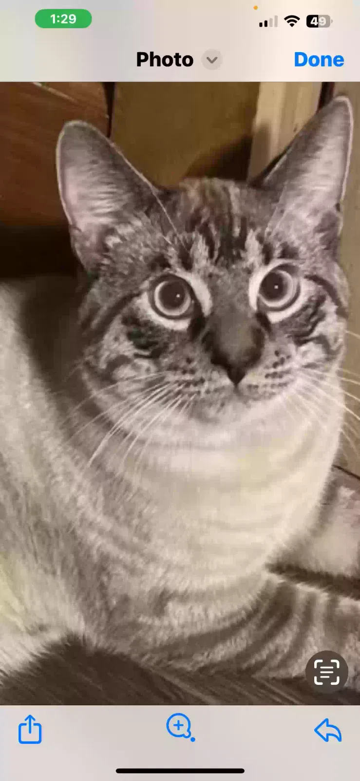 Lost cat in Signal Mountain, TN, 37377