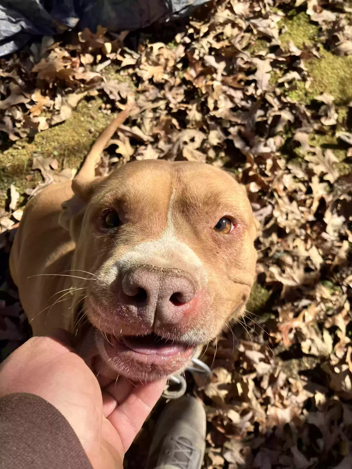 Lost dog in Benton, AR, 72019