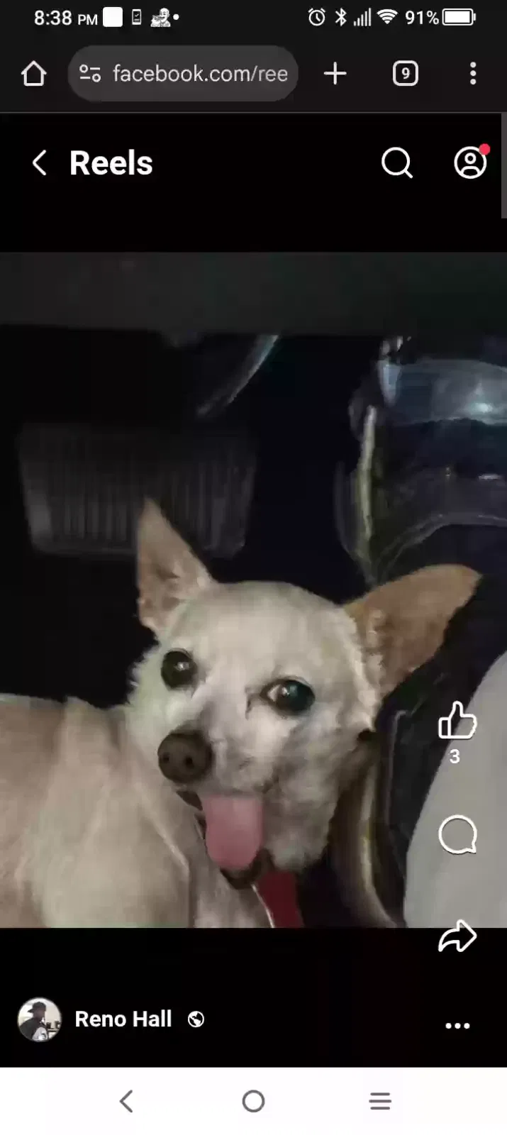 Lost dog in Humble, TX, 77396