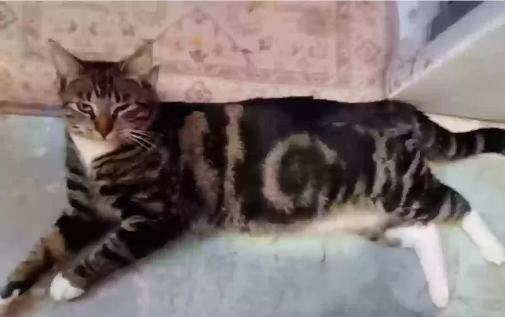 Lost cat in Castaic, CA, 91384