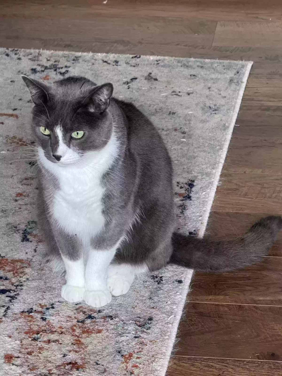 Lost cat in Lakewood, WA, 98498