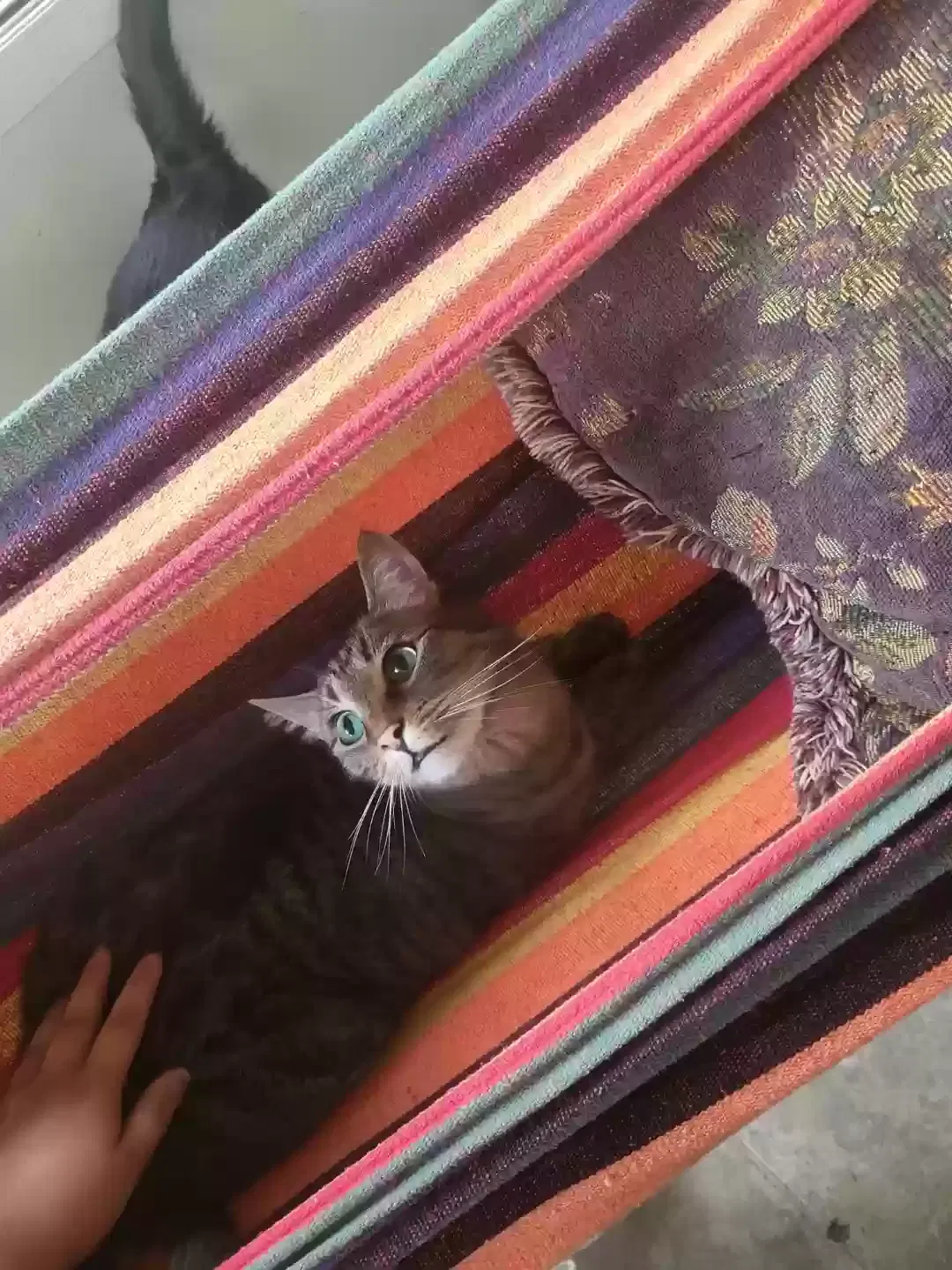 Lost cat in Maryland Heights, MO, 63043