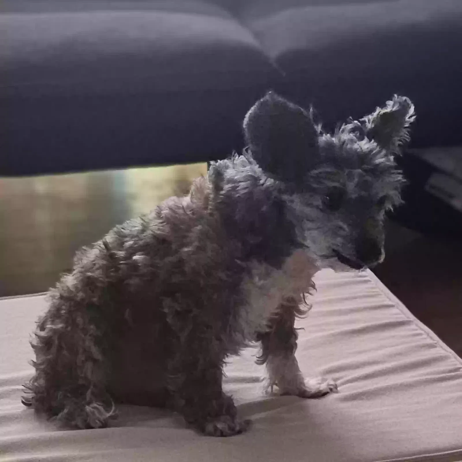 Lost dog in Las Vegas, NV, 89121