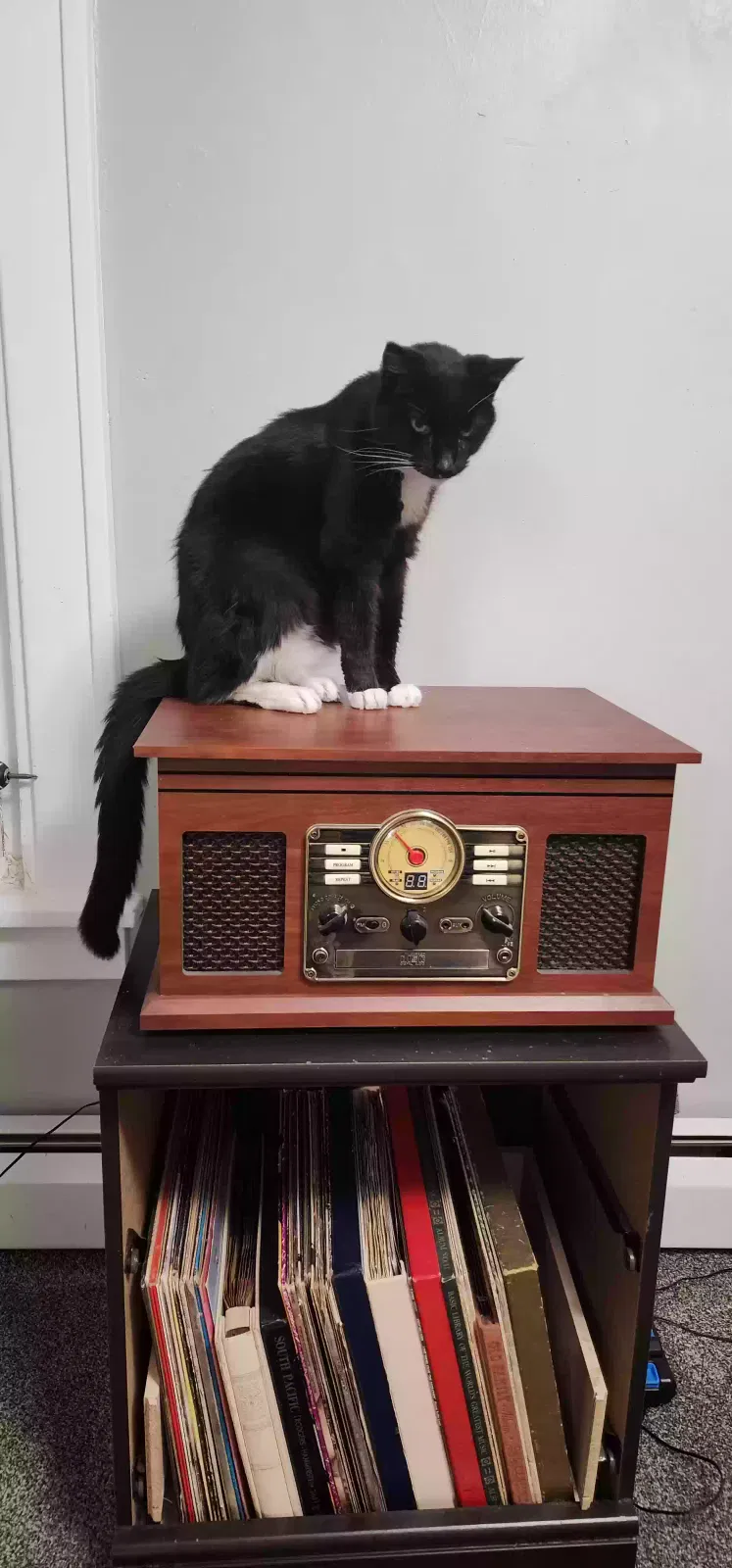 Lost cat in Lockport, NY, 14094