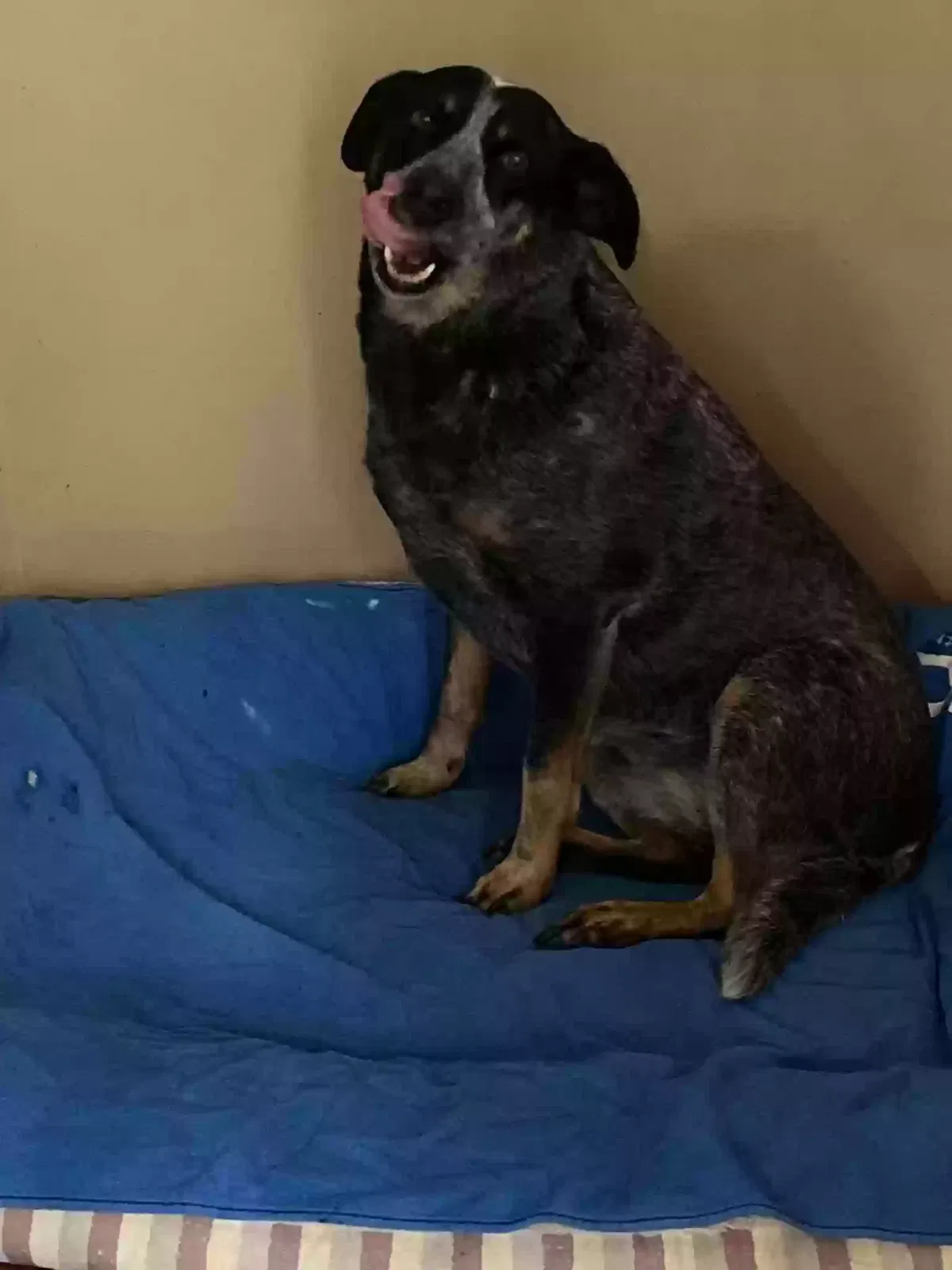 Lost dog in Pelzer, SC, 29669