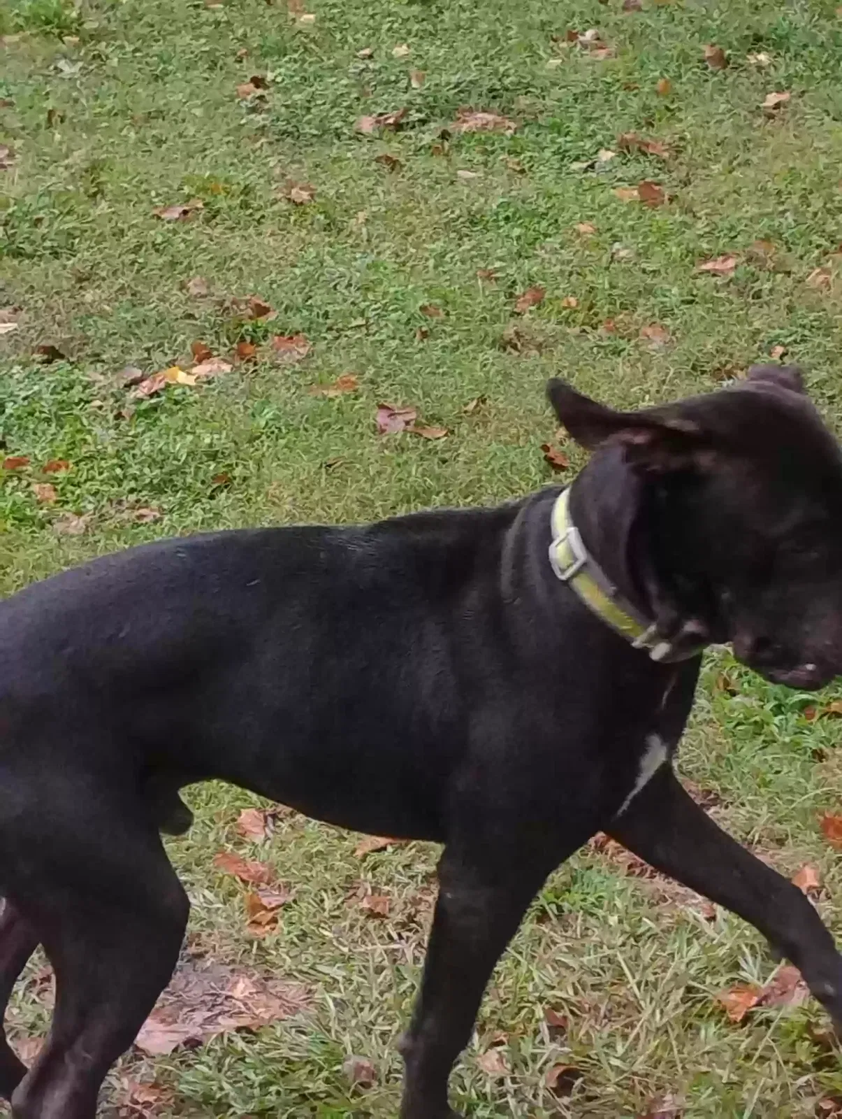 Lost dog in Goldsboro, NC, 27530