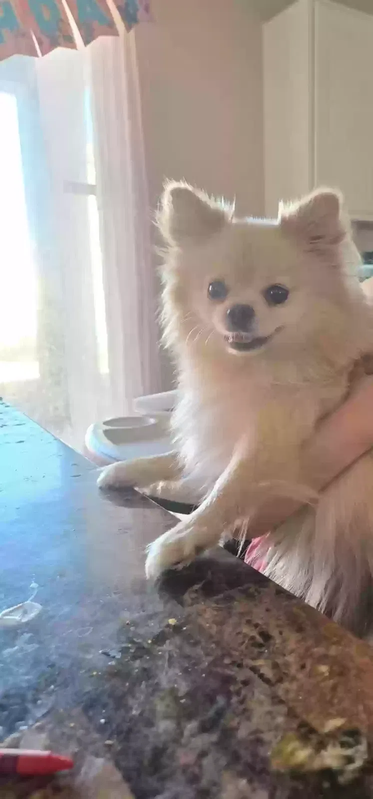 Lost dog in Red Rock, AZ, 85145