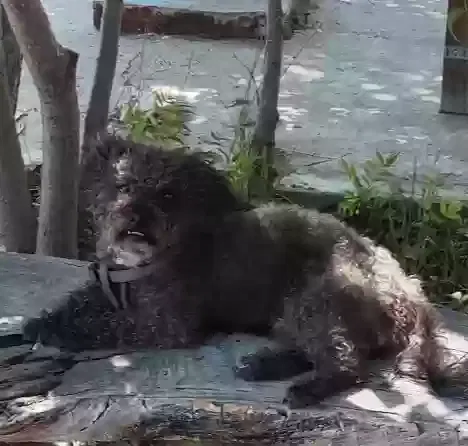 Lost dog in Winters, CA, 95694